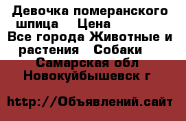 Девочка померанского шпица. › Цена ­ 40 000 - Все города Животные и растения » Собаки   . Самарская обл.,Новокуйбышевск г.